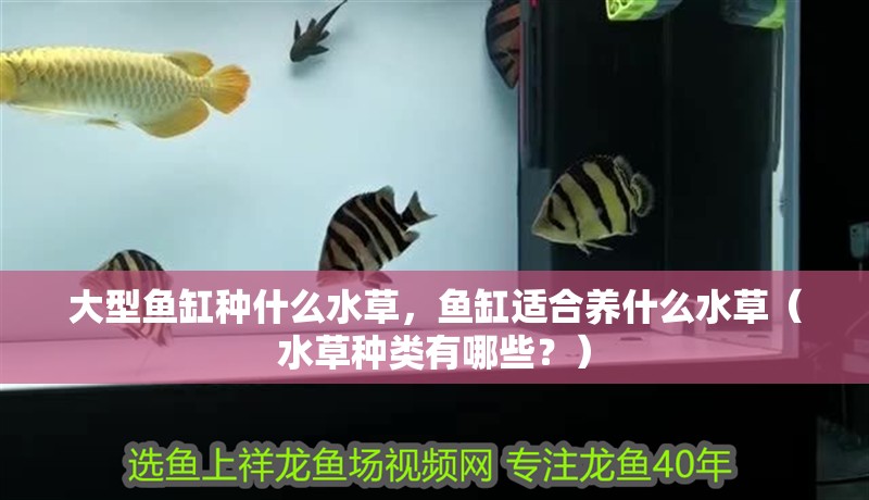 大型魚缸種什么水草，魚缸適合養什么水草（水草種類有哪些？）
