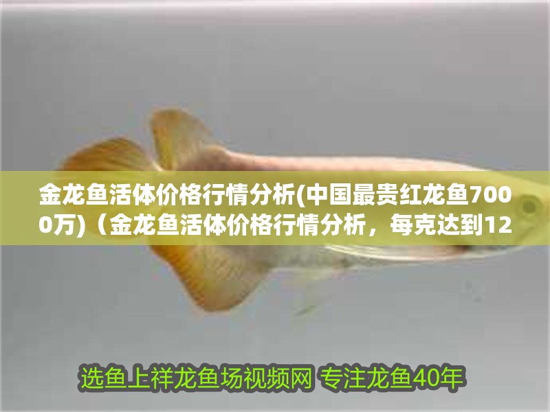龍魚干蝦有營養嗎 金龍魚活體價格行情分析(中國最貴紅龍魚7000萬)(金龍魚活體價格行情分析,每克達到120元) 觀賞魚百科 金龍魚活體價格行情分析(中國最貴紅龍魚7000萬)(金龍魚活體價格行情分析,每克達到120元) 金龍魚活體價格行情分析(中國最貴紅龍魚7000萬)(金龍魚活體價格行情分析,每克達到120元) 觀賞魚百科