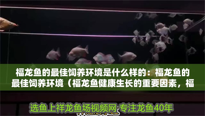福龍魚的最佳飼養環境是什么樣的：福龍魚的最佳飼養環境（福龍魚健康生長的重要因素，福龍魚的飼養環境選擇） 福龍魚的最佳飼養環境是什么樣的：福龍魚的最佳飼養環境（福龍魚健康生長的重要因素，福龍魚的飼養環境選擇） 水族問答