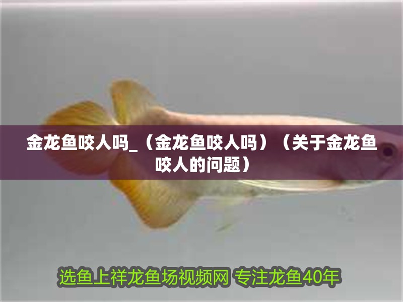 金龍魚咬人嗎_（金龍魚咬人嗎）（關于金龍魚咬人的問題） 金龍魚咬人嗎_（金龍魚咬人嗎）（關于金龍魚咬人的問題） 觀賞魚百科