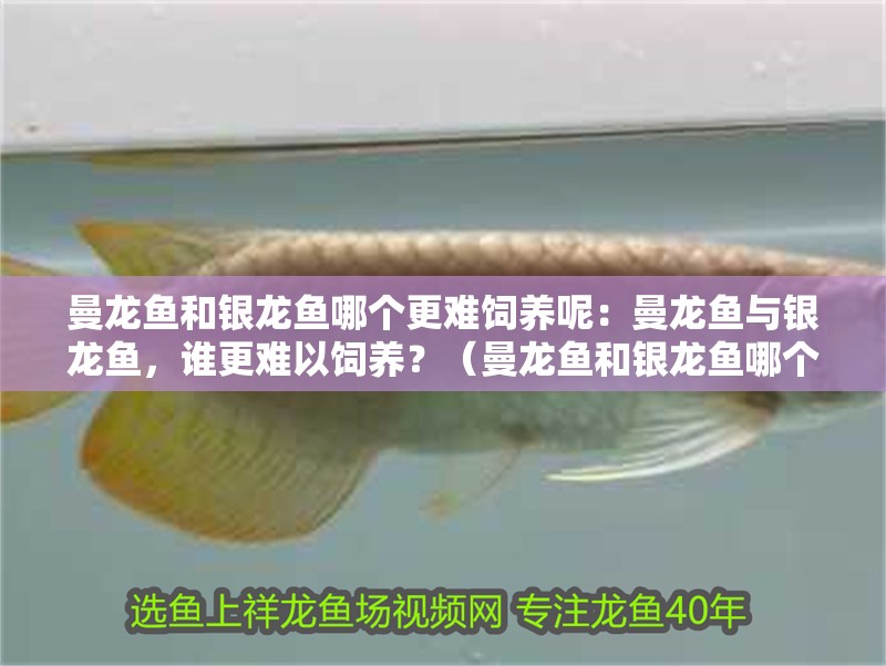 曼龍魚和銀龍魚哪個更難飼養呢：曼龍魚與銀龍魚，誰更難以飼養？（曼龍魚和銀龍魚哪個更容易飼養）