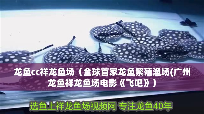 龍魚cc祥龍魚場（全球首家龍魚繁殖漁場(廣州龍魚祥龍魚場電影《飛吧》）