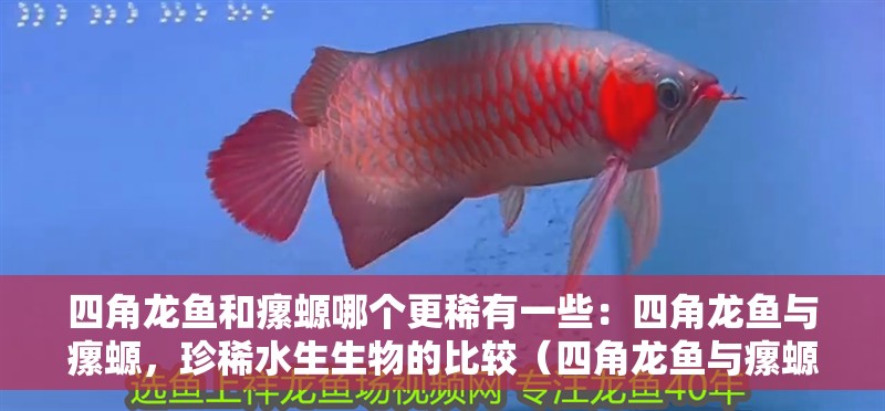 四角龍魚和瘰螈哪個更稀有一些：四角龍魚與瘰螈，珍稀水生生物的比較（四角龍魚與瘰螈的區別） 四角龍魚和瘰螈哪個更稀有一些：四角龍魚與瘰螈，珍稀水生生物的比較（四角龍魚與瘰螈的區別） 水族問答