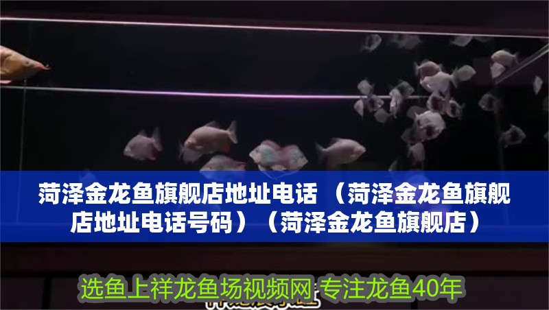 菏澤金龍魚旗艦店地址電話 （菏澤金龍魚旗艦店地址電話號碼）（菏澤金龍魚旗艦店）