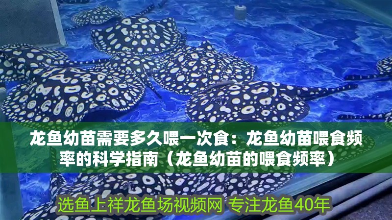 龍魚幼苗需要多久喂一次食：龍魚幼苗喂食頻率的科學指南（龍魚幼苗的喂食頻率）