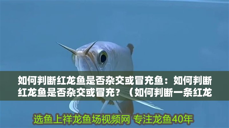 如何判斷紅龍魚是否雜交或冒充魚：如何判斷紅龍魚是否雜交或冒充？（如何判斷一條紅龍魚是否為純正的紅龍魚）