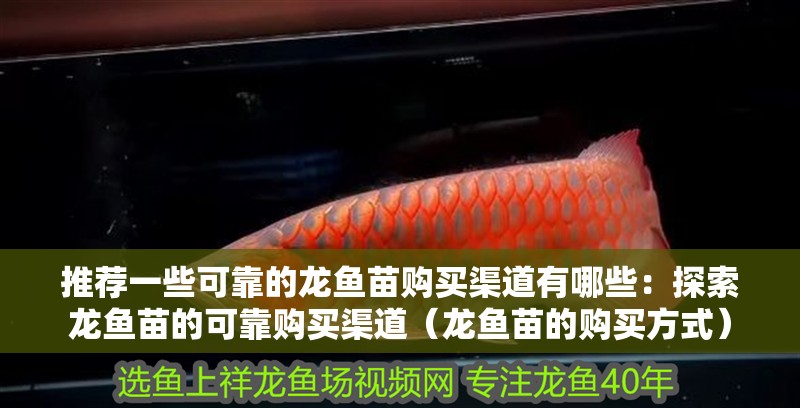 推薦一些可靠的龍魚苗購買渠道有哪些：探索龍魚苗的可靠購買渠道（龍魚苗的購買方式）