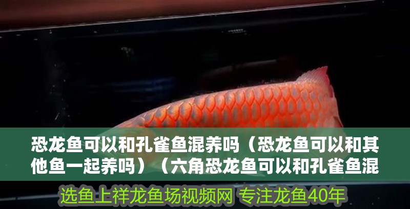 恐龍魚可以和孔雀魚混養嗎（恐龍魚可以和其他魚一起養嗎）（六角恐龍魚可以和孔雀魚混養嗎）