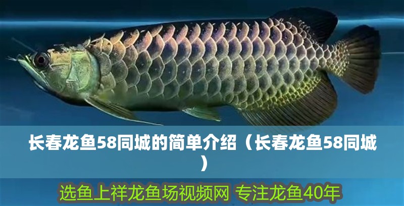 長春龍魚58同城的簡單介紹（長春龍魚58同城）
