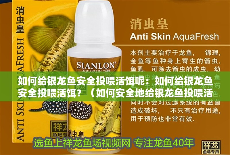 如何給銀龍魚安全投喂活餌呢：如何給銀龍魚安全投喂活餌？（如何安全地給銀龍魚投喂活餌）