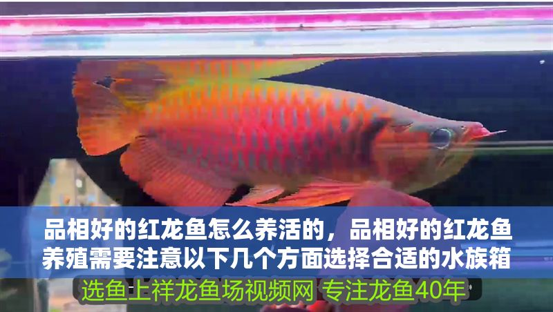 品相好的紅龍魚(yú)怎么養(yǎng)活的，品相好的紅龍魚(yú)養(yǎng)殖需要注意以下幾個(gè)方面選擇合適的水族箱