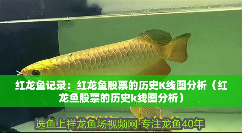 紅龍魚記錄：紅龍魚股票的歷史K線圖分析（紅龍魚股票的歷史k線圖分析）