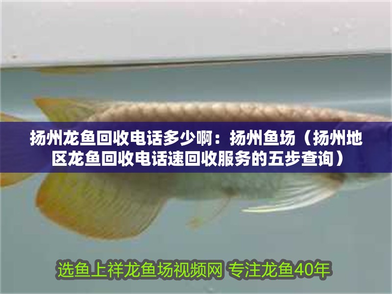 揚州龍魚回收電話多少啊：揚州魚場（揚州地區龍魚回收電話速回收服務的五步查詢） 揚州龍魚回收電話多少啊：揚州魚場（揚州地區龍魚回收電話速回收服務的五步查詢） 觀賞魚百科