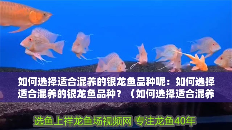 如何選擇適合混養(yǎng)的銀龍魚品種呢：如何選擇適合混養(yǎng)的銀龍魚品種？（如何選擇適合混養(yǎng)的銀龍魚品種）