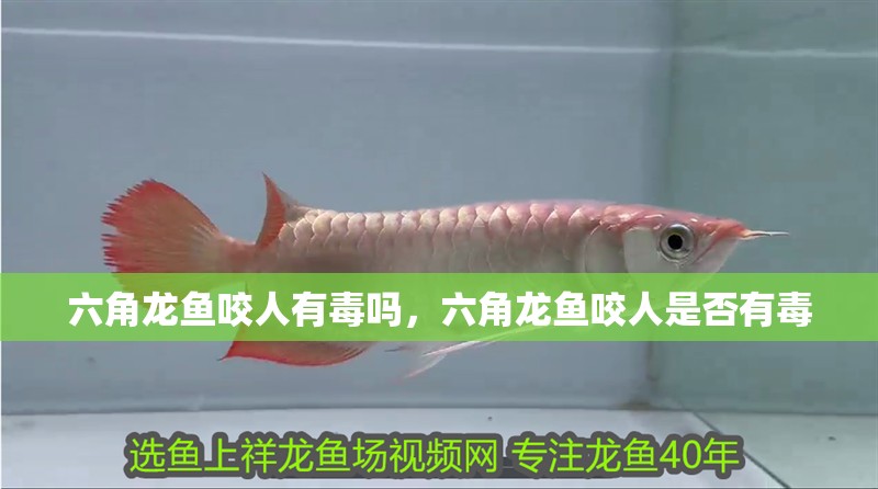 六角龍魚咬人有毒嗎，六角龍魚咬人是否有毒