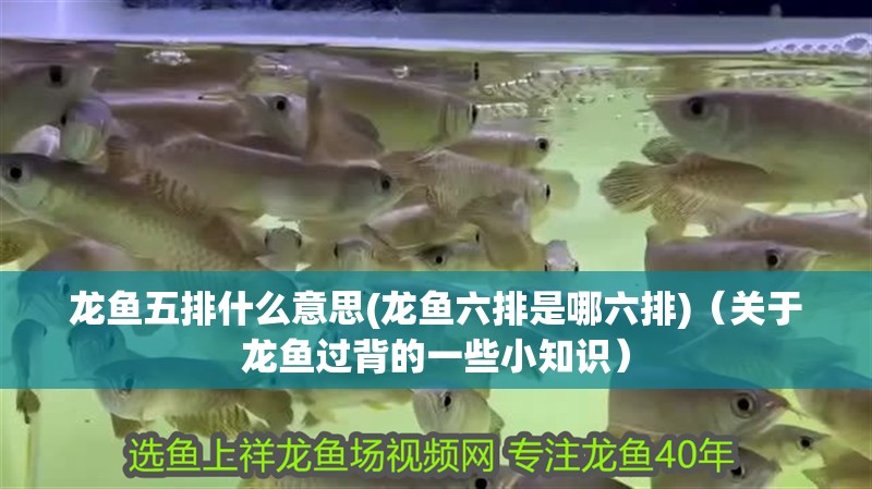 龍魚五排什么意思(龍魚六排是哪六排)（關于龍魚過背的一些小知識）