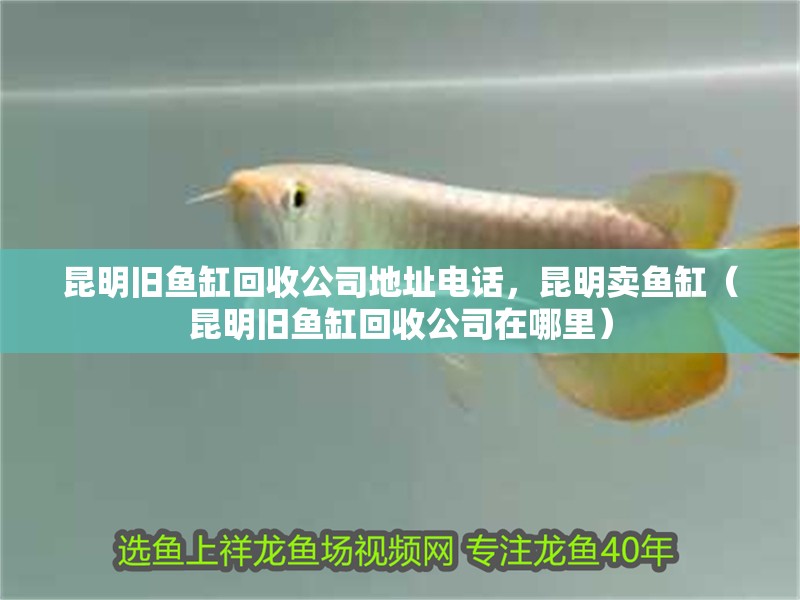 我的虎魚真菌感染了要怎么處理 昆明舊魚缸回收公司地址電話,昆明賣魚缸(昆明舊魚缸回收公司在哪里) 觀賞魚百科 昆明舊魚缸回收公司地址電話,昆明賣魚缸(昆明舊魚缸回收公司在哪里) 昆明舊魚缸回收公司地址電話,昆明賣魚缸(昆明舊魚缸回收公司在哪里) 觀賞魚百科