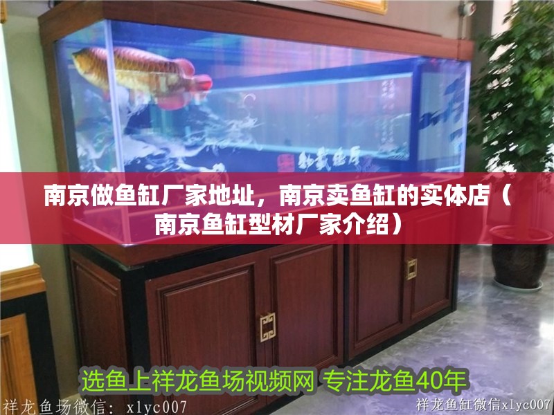 鸚鵡魚和銀龍魚混養怎樣喂食 南京做魚缸廠家地址,南京賣魚缸的實體店(南京魚缸型材廠家介紹) 觀賞魚百科 南京做魚缸廠家地址,南京賣魚缸的實體店(南京魚缸型材廠家介紹) 南京做魚缸廠家地址,南京賣魚缸的實體店(南京魚缸型材廠家介紹) 觀賞魚百科