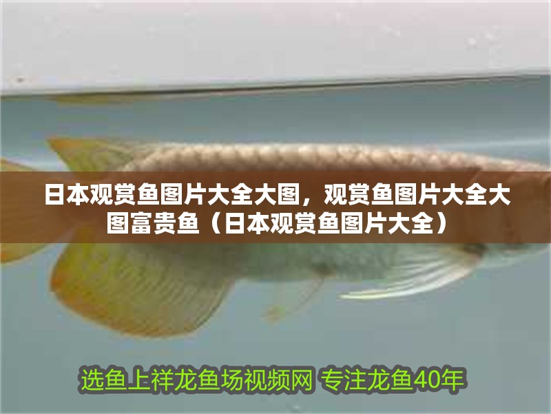 日本觀賞魚圖片大全大圖，觀賞魚圖片大全大圖富貴魚（日本觀賞魚圖片大全）