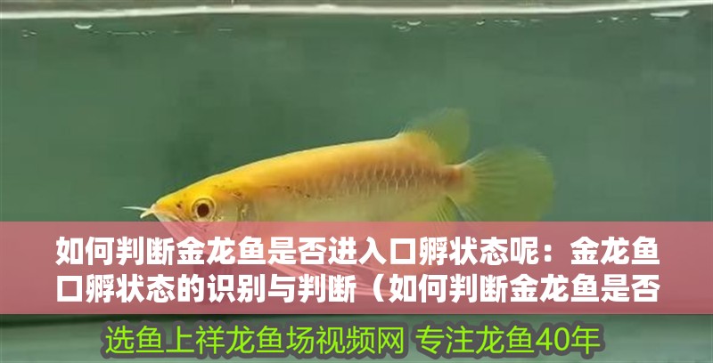 如何判斷金龍魚是否進入口孵狀態呢：金龍魚口孵狀態的識別與判斷（如何判斷金龍魚是否已經進入口孵狀態）