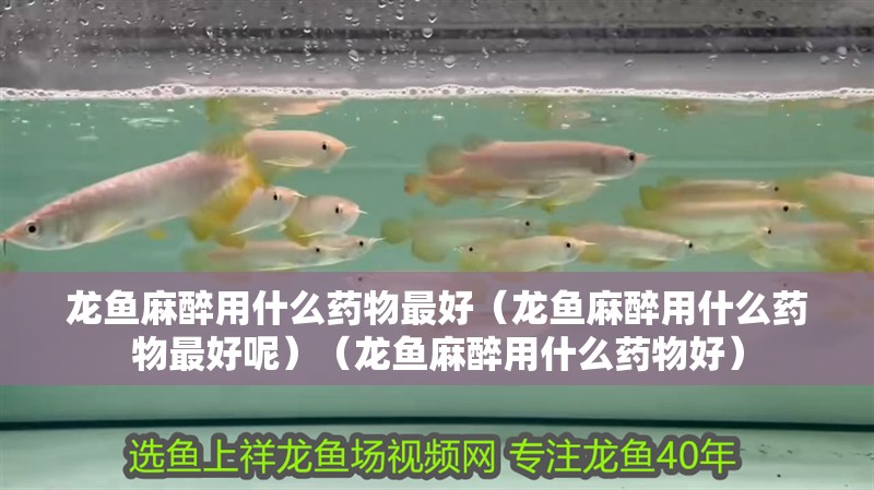 龍魚麻醉用什么藥物最好（龍魚麻醉用什么藥物最好呢）（龍魚麻醉用什么藥物好） 龍魚麻醉用什么藥物最好（龍魚麻醉用什么藥物最好呢）（龍魚麻醉用什么藥物好） 觀賞魚百科