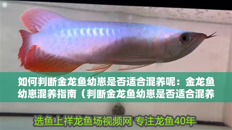 如何判斷金龍魚幼崽是否適合混養呢：金龍魚幼崽混養指南（判斷金龍魚幼崽是否適合混養金龍魚幼崽之前需要考慮多個因素） 如何判斷金龍魚幼崽是否適合混養呢：金龍魚幼崽混養指南（判斷金龍魚幼崽是否適合混養金龍魚幼崽之前需要考慮多個因素） 水族問答
