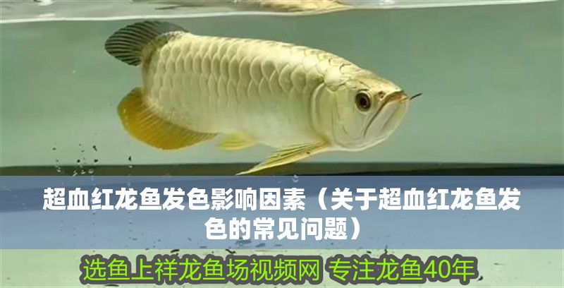 超血紅龍魚發色影響因素（關于超血紅龍魚發色的常見問題） 超血紅龍魚發色影響因素（關于超血紅龍魚發色的常見問題） 觀賞魚百科