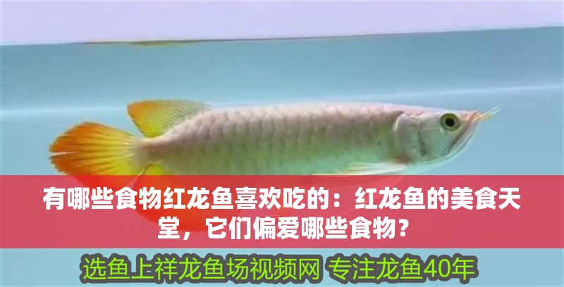 有哪些食物紅龍魚喜歡吃的：紅龍魚的美食天堂，它們偏愛哪些食物？