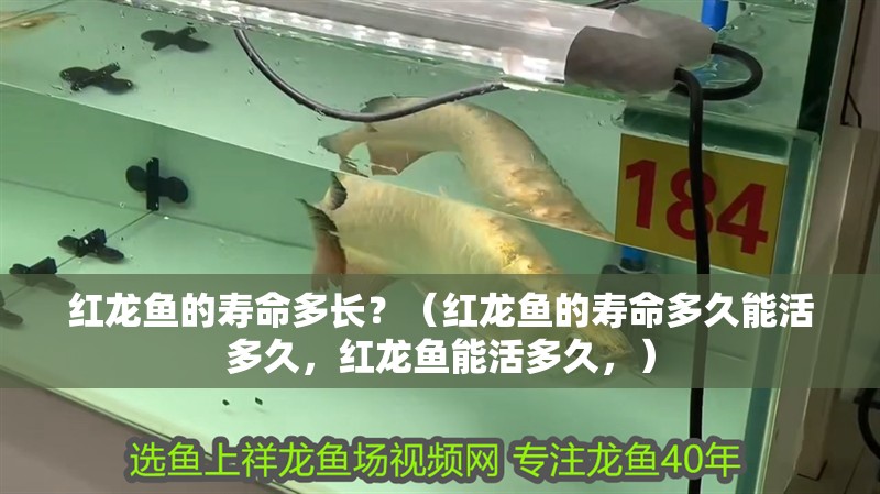 紅龍魚(yú)的壽命多長(zhǎng)？（紅龍魚(yú)的壽命多久能活多久，紅龍魚(yú)能活多久，） 紅龍魚(yú)的壽命多長(zhǎng)？（紅龍魚(yú)的壽命多久能活多久，紅龍魚(yú)能活多久，） 觀賞魚(yú)百科