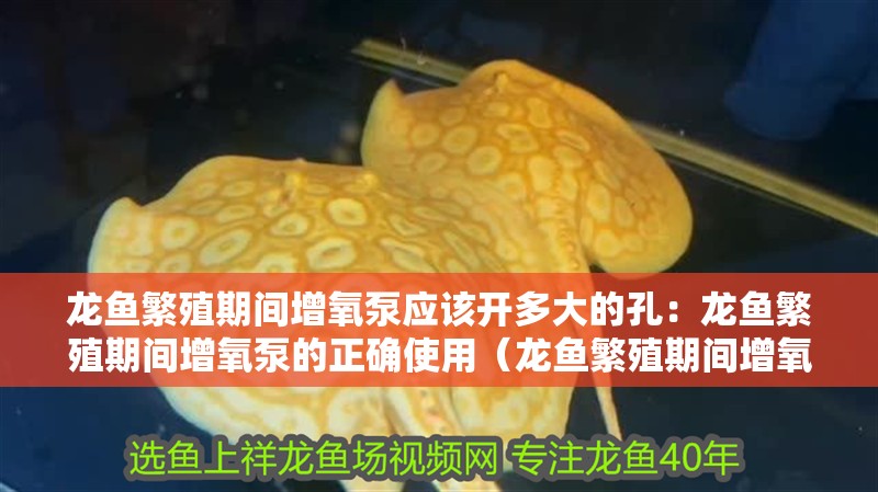 龍魚繁殖期間增氧泵應該開多大的孔：龍魚繁殖期間增氧泵的正確使用（龍魚繁殖期間增氧泵的使用） 龍魚繁殖期間增氧泵應該開多大的孔：龍魚繁殖期間增氧泵的正確使用（龍魚繁殖期間增氧泵的使用） 水族問答