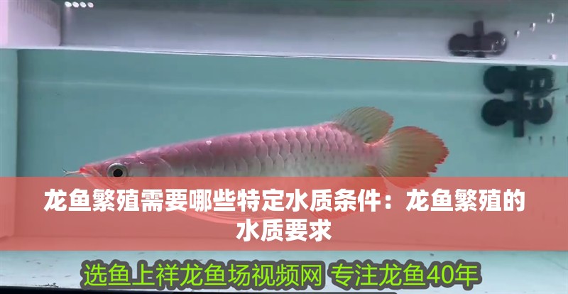 龍魚繁殖需要哪些特定水質(zhì)條件：龍魚繁殖的水質(zhì)要求