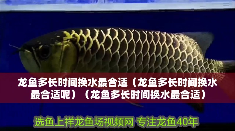 龍魚多長時間換水最合適（龍魚多長時間換水最合適呢）（龍魚多長時間換水最合適）