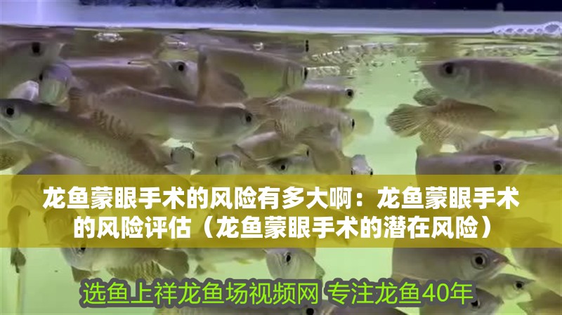 龍魚蒙眼手術的風險有多大啊：龍魚蒙眼手術的風險評估（龍魚蒙眼手術的潛在風險）