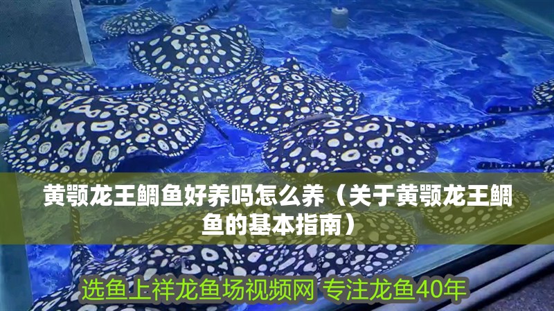 黃顎龍王鯛魚好養嗎怎么養（關于黃顎龍王鯛魚的基本指南）