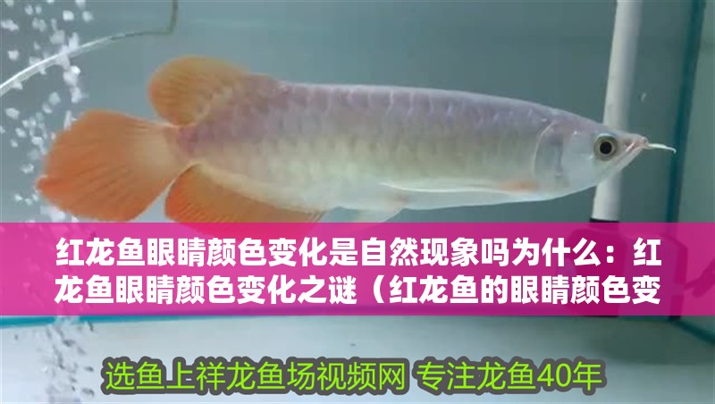 紅龍魚眼睛顏色變化是自然現象嗎為什么：紅龍魚眼睛顏色變化之謎（紅龍魚的眼睛顏色變化可能與多種因素有關）