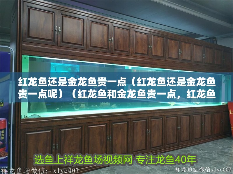 紅龍魚還是金龍魚貴一點(diǎn)（紅龍魚還是金龍魚貴一點(diǎn)呢）（紅龍魚和金龍魚貴一點(diǎn)，紅龍魚和金龍魚哪個(gè)更貴一點(diǎn)）
