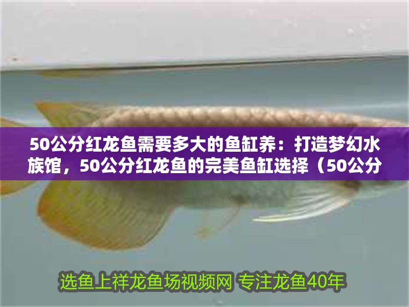 50公分紅龍魚需要多大的魚缸養：打造夢幻水族館，50公分紅龍魚的完美魚缸選擇（50公分的紅龍魚需要多大的魚缸）