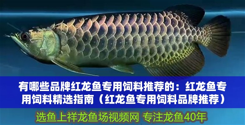 有哪些品牌紅龍魚專用飼料推薦的：紅龍魚專用飼料精選指南（紅龍魚專用飼料品牌推薦）