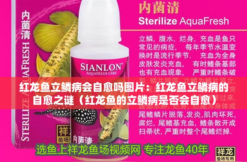 紅龍魚立鱗病會自愈嗎圖片：紅龍魚立鱗病的自愈之謎（紅龍魚的立鱗病是否會自愈）