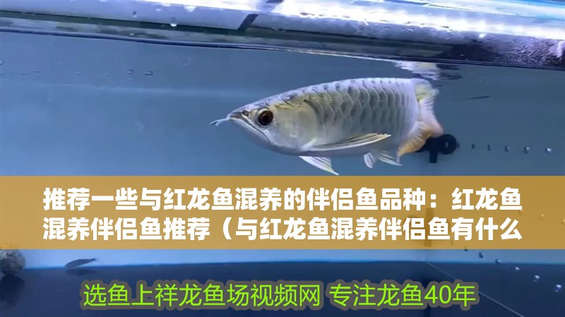 推薦一些與紅龍魚混養的伴侶魚品種：紅龍魚混養伴侶魚推薦（與紅龍魚混養伴侶魚有什么優點？）