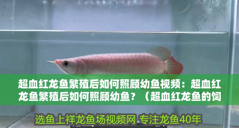 超血紅龍魚繁殖后如何照顧幼魚視頻：超血紅龍魚繁殖后如何照顧幼魚？（超血紅龍魚的飼養方法）