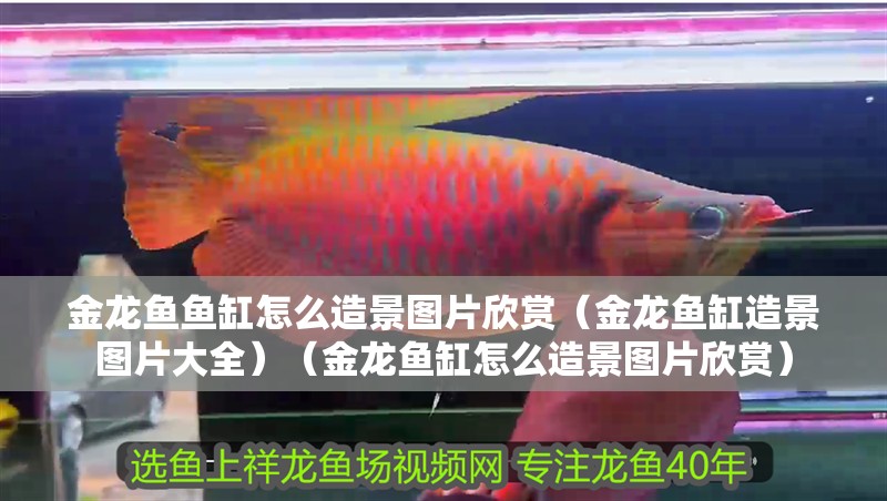 金龍魚魚缸怎么造景圖片欣賞（金龍魚缸造景圖片大全）（金龍魚缸怎么造景圖片欣賞） 金龍魚魚缸怎么造景圖片欣賞（金龍魚缸造景圖片大全）（金龍魚缸怎么造景圖片欣賞） 觀賞魚百科