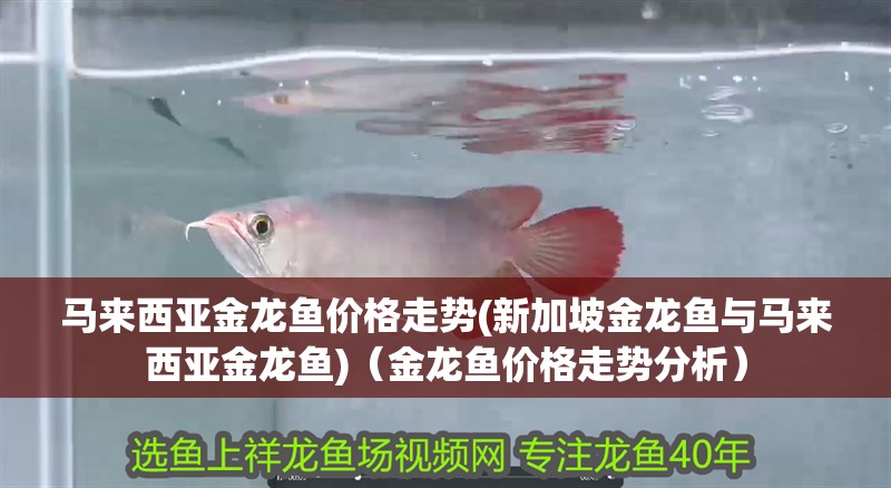 馬來西亞金龍魚價格走勢(新加坡金龍魚與馬來西亞金龍魚)（金龍魚價格走勢分析）