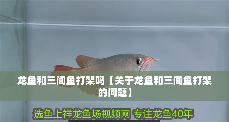 龍魚(yú)和三間魚(yú)打架嗎【關(guān)于龍魚(yú)和三間魚(yú)打架的問(wèn)題】 龍魚(yú)和三間魚(yú)打架嗎【關(guān)于龍魚(yú)和三間魚(yú)打架的問(wèn)題】 觀賞魚(yú)百科