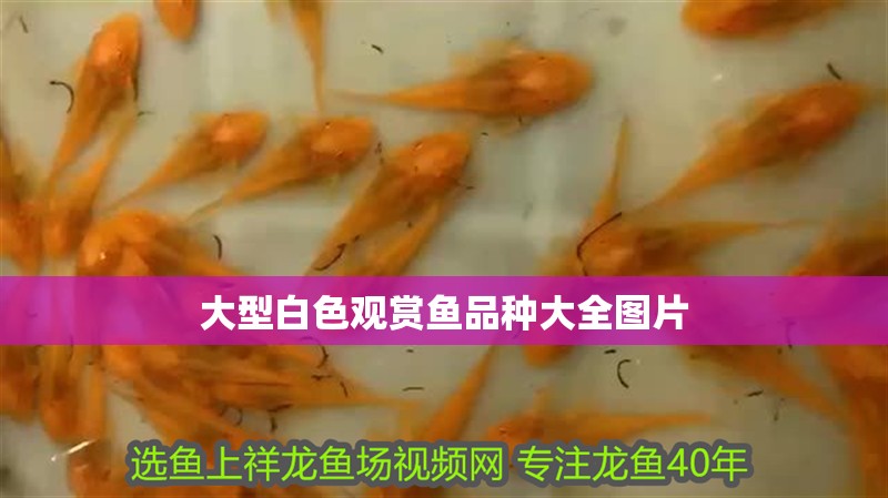 大型白色觀賞魚品種大全圖片