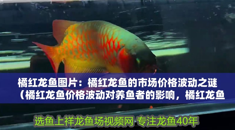 我的虎魚真菌感染了要怎么處理 橘紅龍魚圖片:橘紅龍魚的市場價格波動之謎(橘紅龍魚價格波動對養魚者的影響,橘紅龍魚價格波動的原因及影響) 水族問答 橘紅龍魚圖片:橘紅龍魚的市場價格波動之謎(橘紅龍魚價格波動對養魚者的影響,橘紅龍魚價格波動的原因及影響) 橘紅龍魚圖片:橘紅龍魚的市場價格波動之謎(橘紅龍魚價格波動對養魚者的影響,橘紅龍魚價格波動的原因及影響) 水族問答