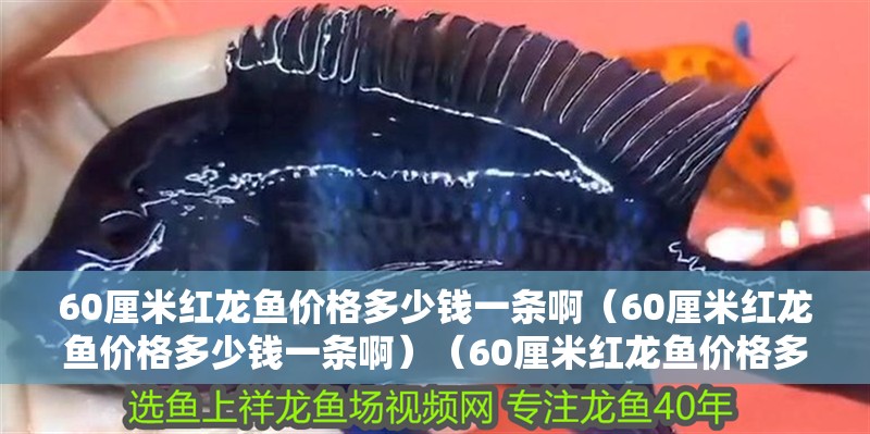 魚缸用增氧泵價(jià)格是多少:魚缸增氧機(jī)-xtrac增氧機(jī)-xtrac增氧機(jī) 60厘米紅龍魚價(jià)格多少錢一條啊(60厘米紅龍魚價(jià)格多少錢一條啊)(60厘米紅龍魚價(jià)格多少錢一條) 觀賞魚百科 60厘米紅龍魚價(jià)格多少錢一條啊(60厘米紅龍魚價(jià)格多少錢一條啊)(60厘米紅龍魚價(jià)格多少錢一條) 60厘米紅龍魚價(jià)格多少錢一條啊(60厘米紅龍魚價(jià)格多少錢一條啊)(60厘米紅龍魚價(jià)格多少錢一條) 觀賞魚百科