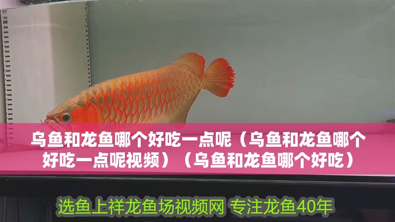烏魚和龍魚哪個好吃一點呢（烏魚和龍魚哪個好吃一點呢視頻）（烏魚和龍魚哪個好吃） 烏魚和龍魚哪個好吃一點呢（烏魚和龍魚哪個好吃一點呢視頻）（烏魚和龍魚哪個好吃） 觀賞魚百科