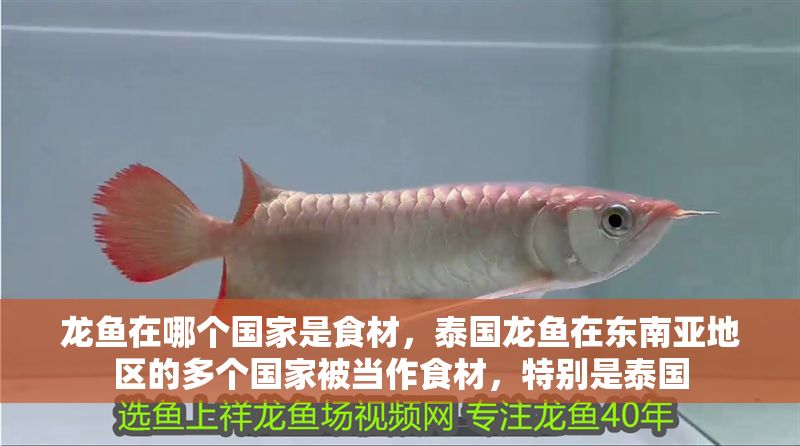 龍魚在哪個國家是食材，泰國龍魚在東南亞地區的多個國家被當作食材，特別是泰國