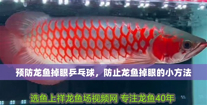 魚缸造景先放沙還是先放水(魚缸造景先鋪沙還是先放石頭) 預防龍魚掉眼乒乓球,防止龍魚掉眼的小方法 觀賞魚百科 預防龍魚掉眼乒乓球,防止龍魚掉眼的小方法 預防龍魚掉眼乒乓球,防止龍魚掉眼的小方法 觀賞魚百科